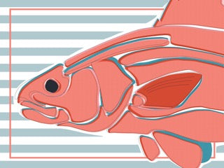 Redfish — Boca Grande Print